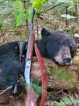2020: Robert Foster, of Oppenheim, Fulton County, got this 150-200 pound black bear on the second day of the early bear season.
