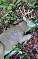 2021: Steve Gorton, of Hudson Falls, shot his 190-pound,  Essex County monster with a 20-inch inside spread.