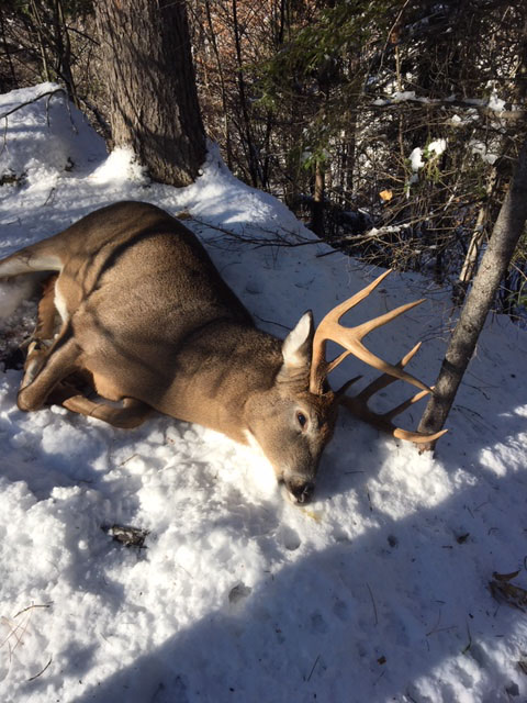 2018: Ethan Merrill shot this 228-pound, 8-pointer on Nov. 12 in Jay, Essex County.