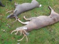 2021: The Iron Sight Gang took these two 8-point bucks Oct. 30 in the Hogtown area of West Fort Ann, Washington County.
