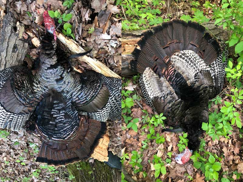 A pair of late-season toms taken by Jamie Oropallo of Queensbury. 
Left: 20.5 pounds, 10 inch beard, 1 inch spurs taken May 23 in Saratoga Count. Right: 19.5 pounds, 10.5” beard and 1-1/16 spurs spurs taken May 25.